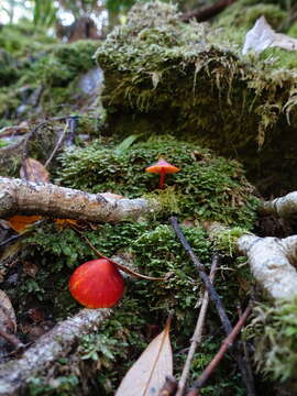 Image of Hygrocybe firma (Berk. & Broome) Singer 1958