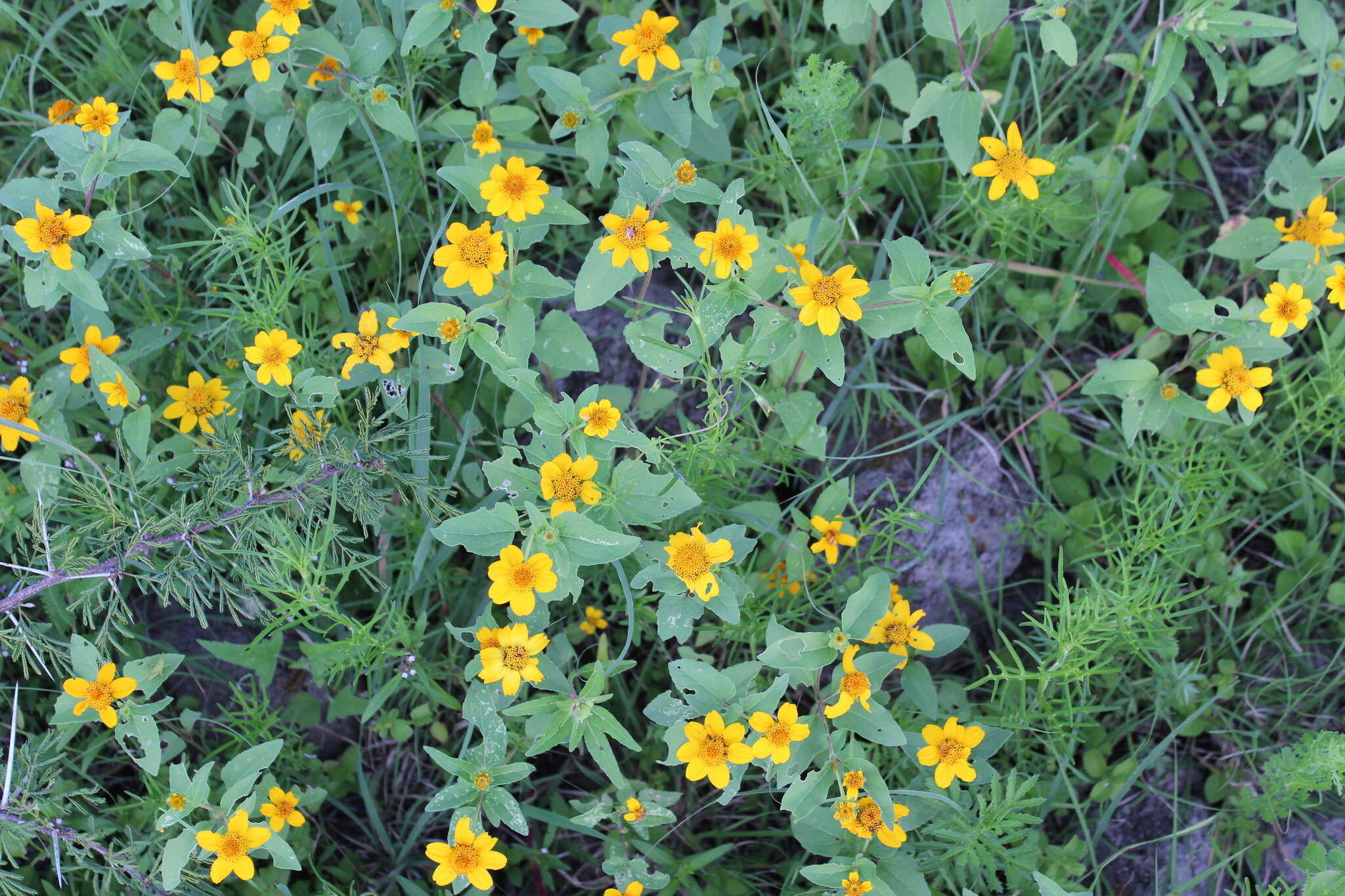 Imagem de Heliopsis annua Hemsl.