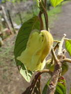 Image of Dubouzetia caudiculata Sprague