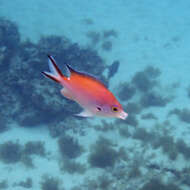 Image of Norfolk Chromis