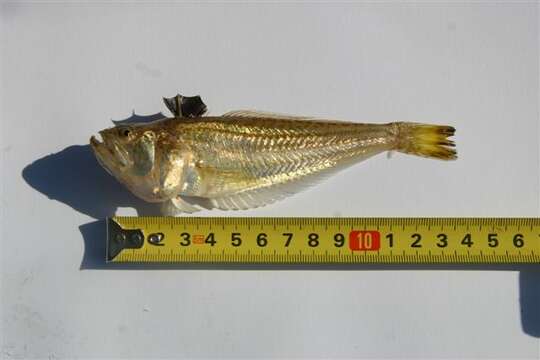 صورة Echiichthys