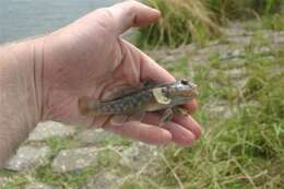 صورة Neogobius