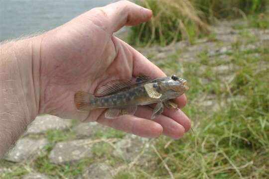 Image of Neogobius