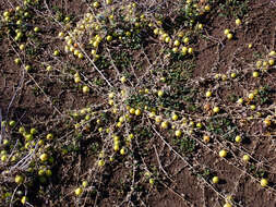 Imagem de Cucumis myriocarpus Naudin