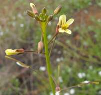 Image of Asian mustard