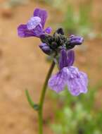 Plancia ëd Nuttallanthus canadensis (L.) D. A. Sutton