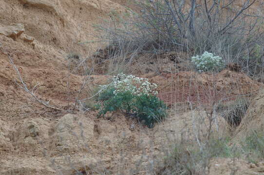 Image of Crambe aspera M. Bieb.