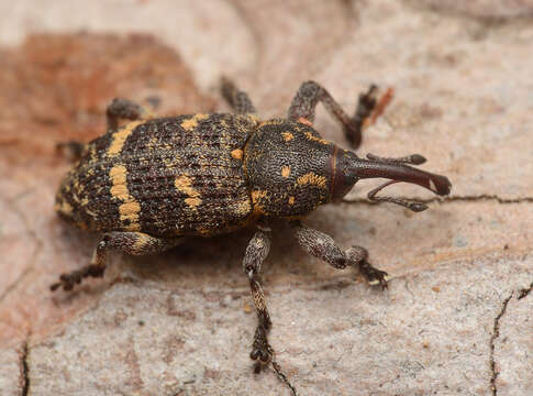 Image of Pissodes weevil