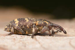 Image of Pissodes weevil