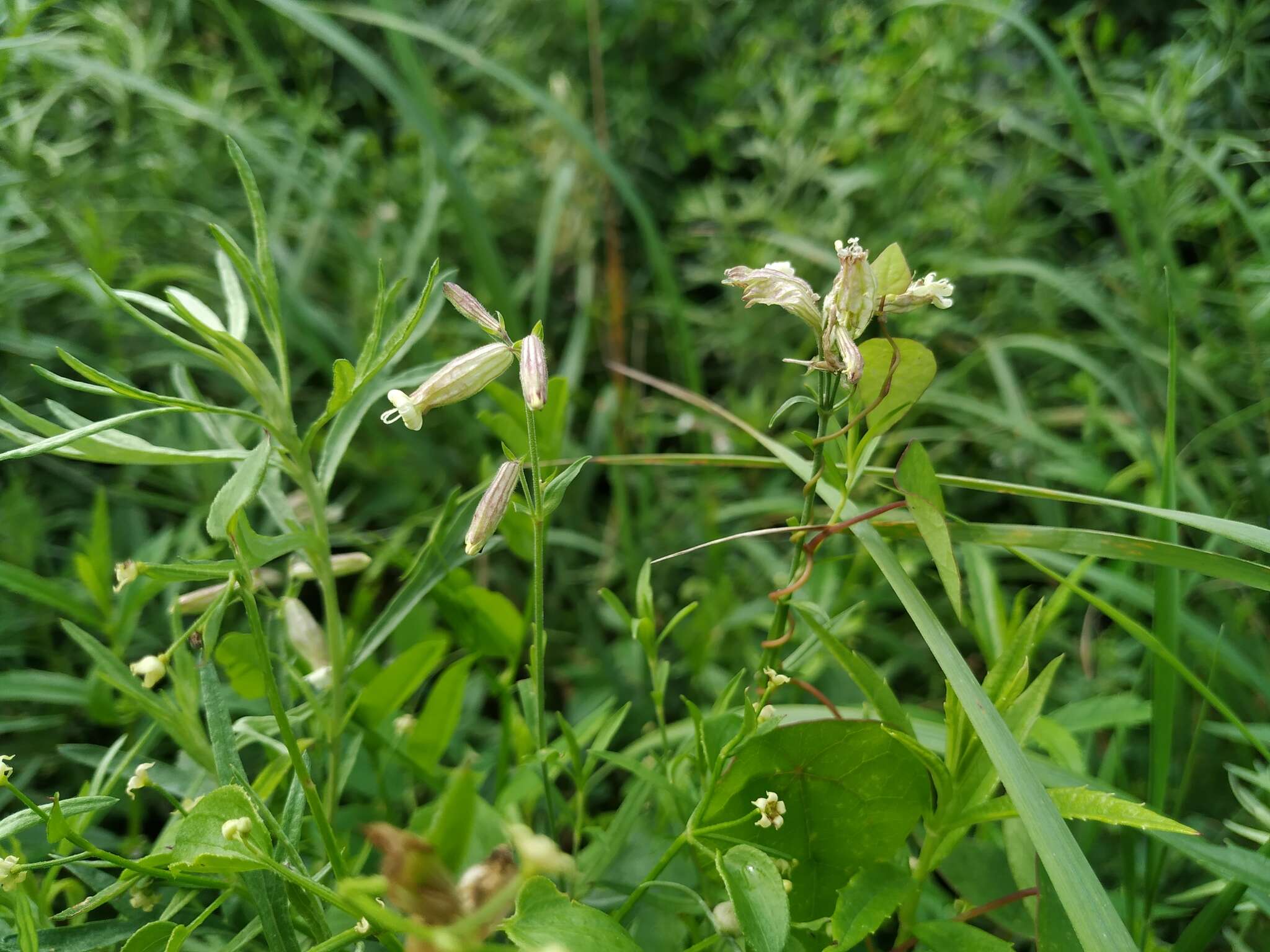 Image of pink campion