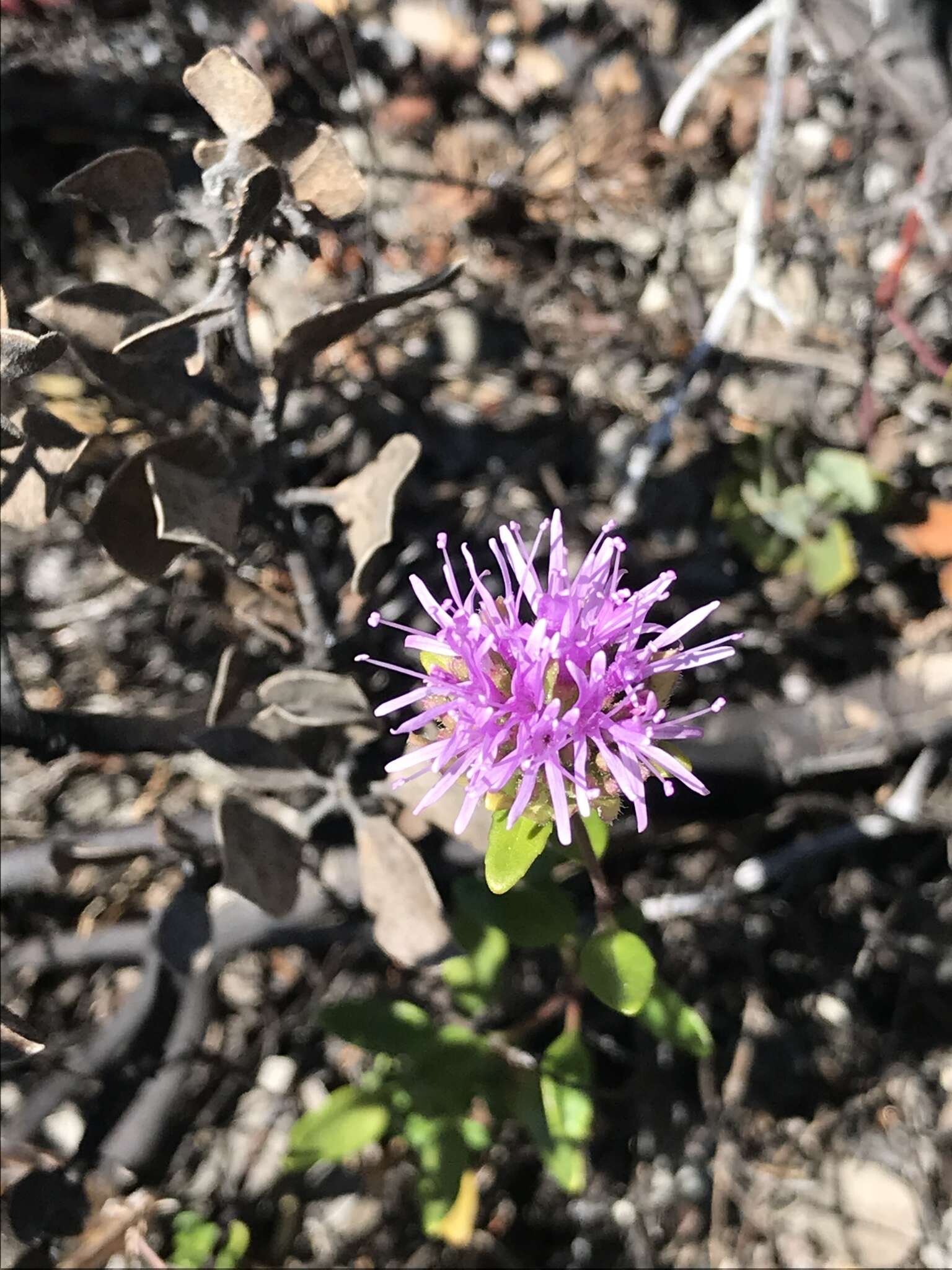 Image de Monardella purpurea Howell