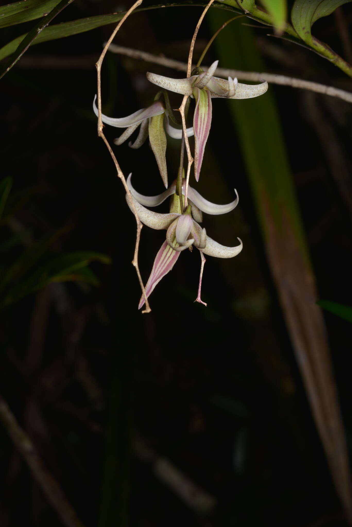 Dendrobium fractiflexum Finet的圖片