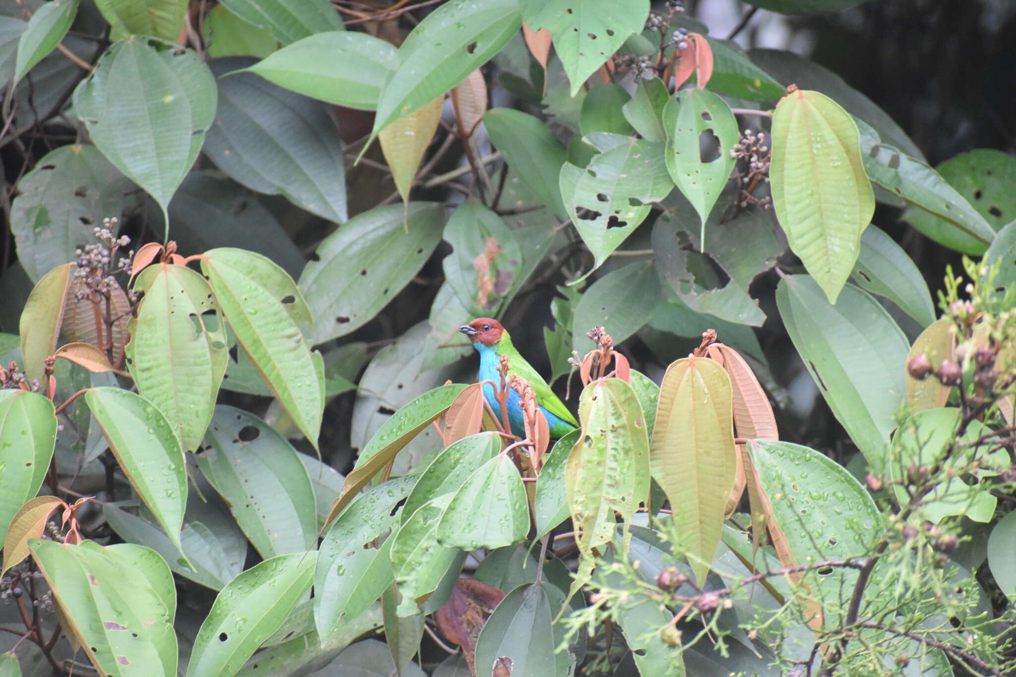 Image of Bay-headed Tanager