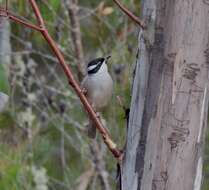 Image of Strong-billed Honeyeater