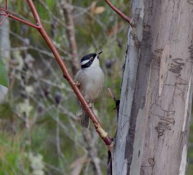 صورة Melithreptus validirostris (Gould 1837)