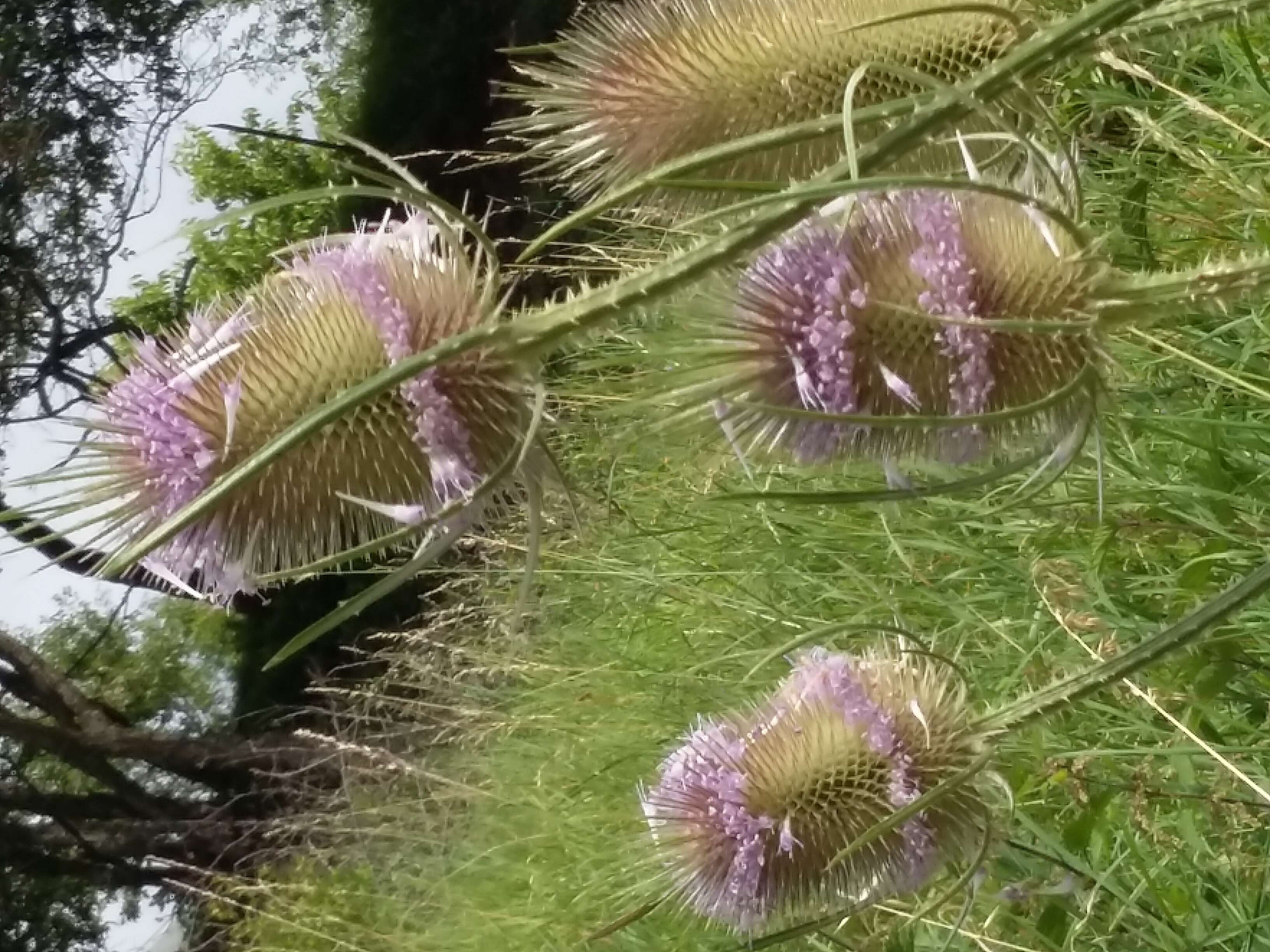 Image of Dipsacus fullonum