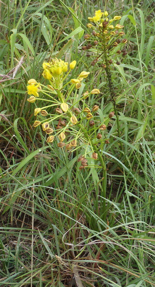 صورة Bulbine abyssinica A. Rich.