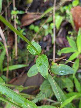 صورة Chelonanthus alatus Standl.