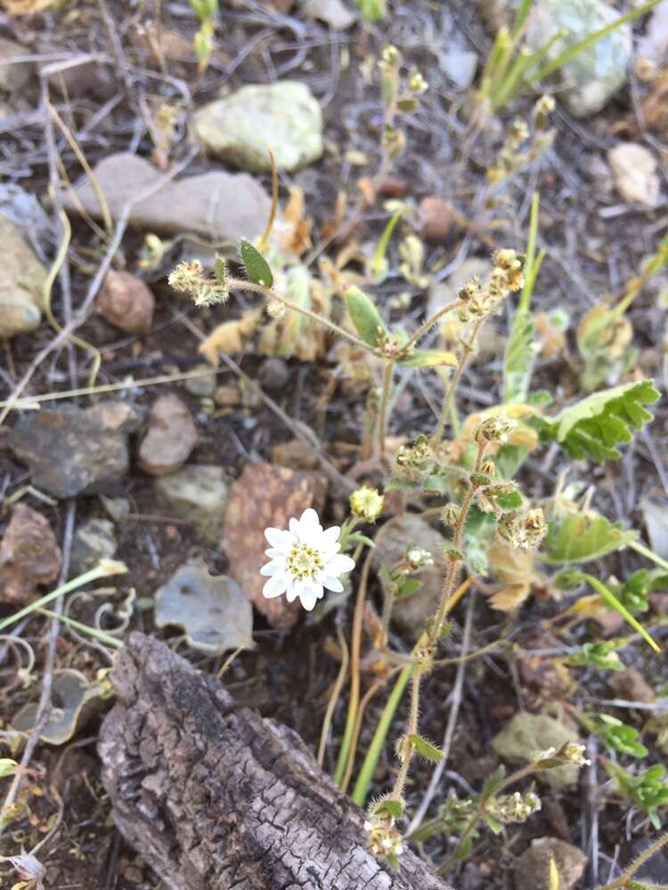 Leucheria oligocephala Remy resmi