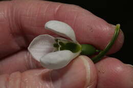 Image of Galanthus elwesii var. elwesii