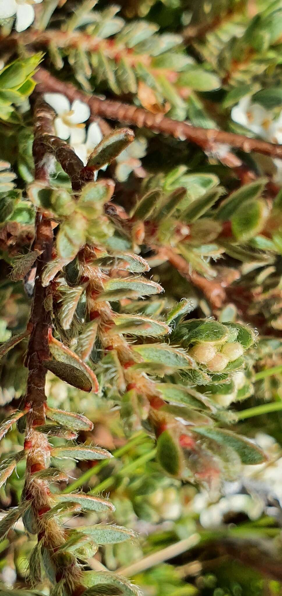 Image of Pimelea mesoa subsp. macra C. J. Burrows