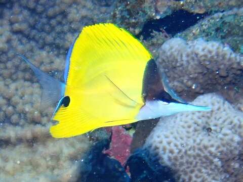 Image of Longnose butterflyfishes