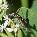 Image of Arizona Clearwing Moth