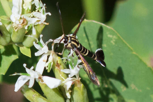 Image of Carmenta auritincta Engelhardt 1925