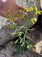 Senecio pudicus Greene的圖片