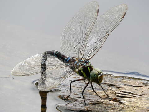 Image of Canada Darner