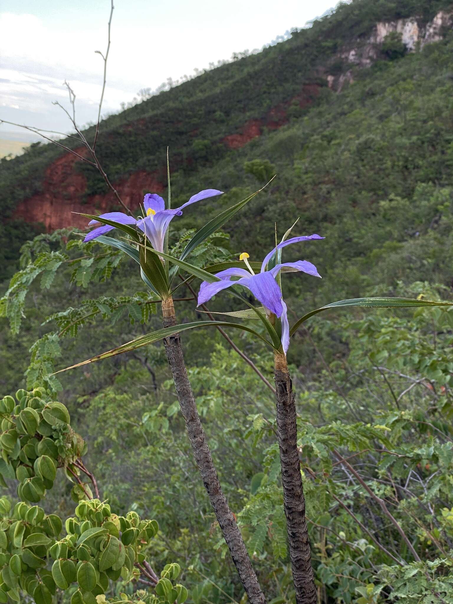 Image of Vellozia glochidea Pohl