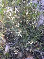 Image of Spring Mountain milkvetch