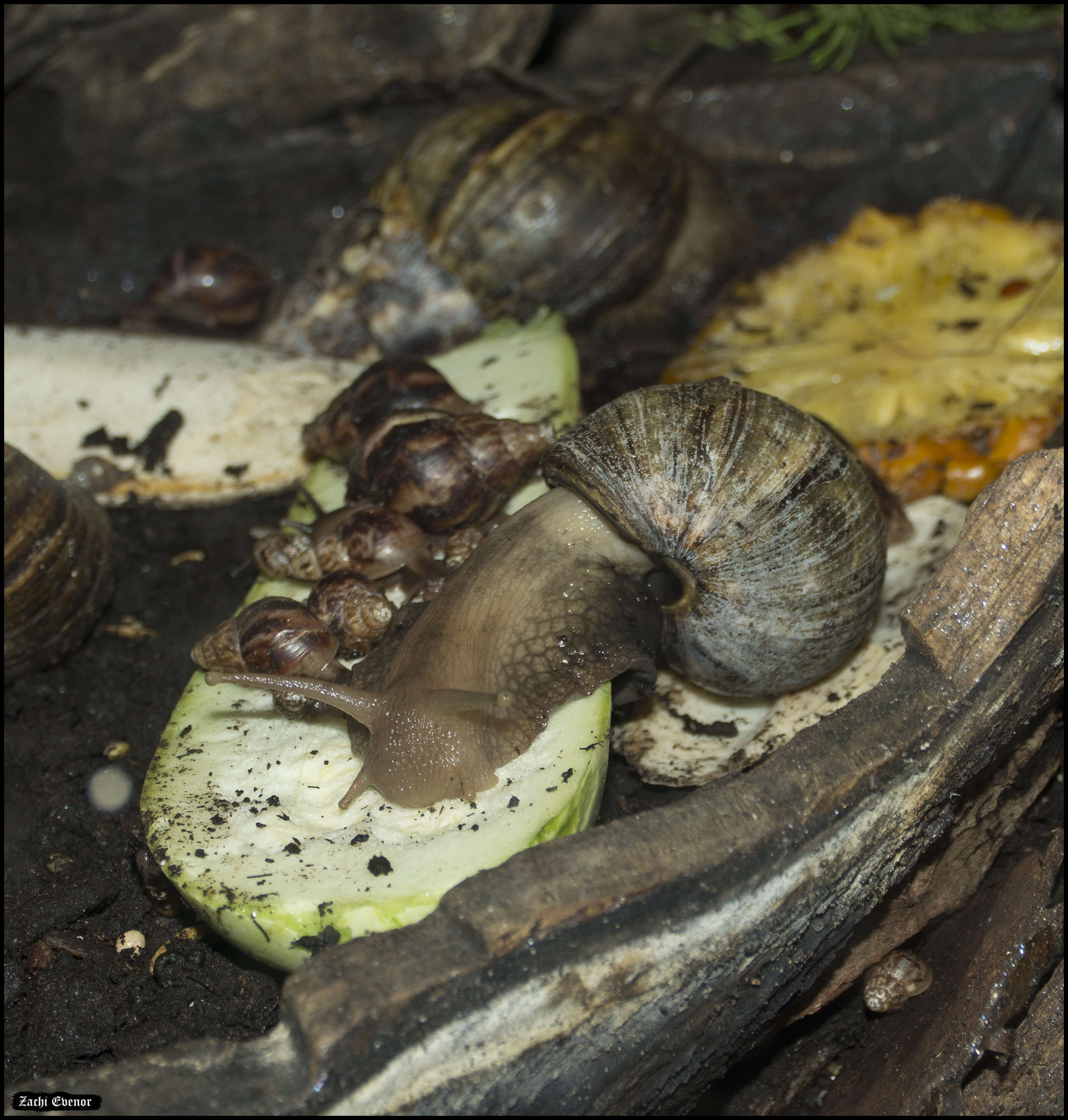 Image of Achatina fulica