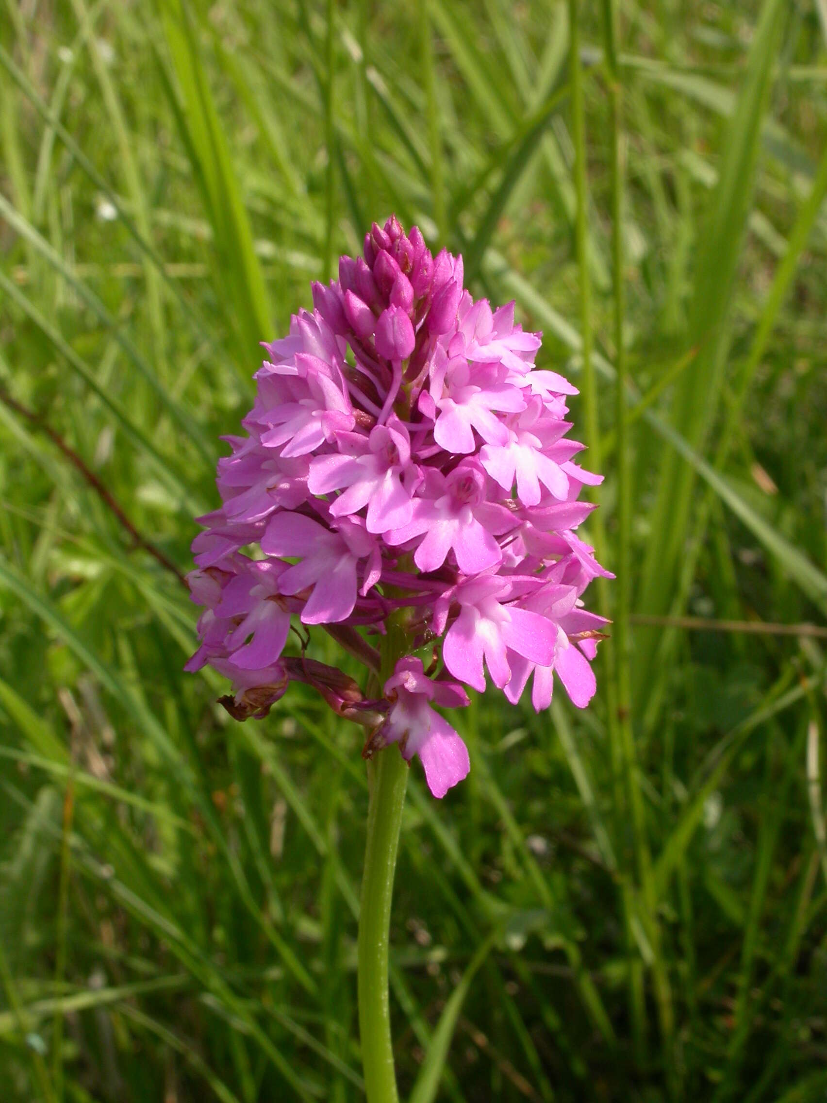 صورة Anacamptis pyramidalis (L.) Rich.