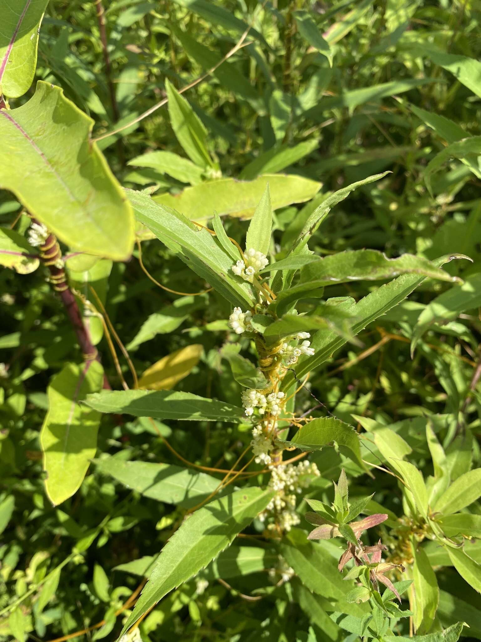 Cuscuta coryli Engelm. resmi