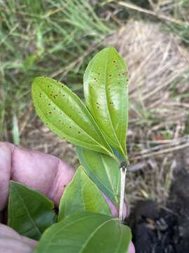 Image of Rhodamnia argentea Benth.