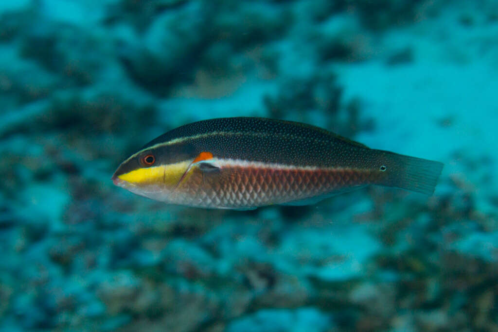 Image of Red-shoulder wrasse