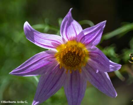 Image of Dahlia rupicola P. D. Sorensen