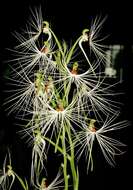 Habenaria medusa Kraenzl. resmi