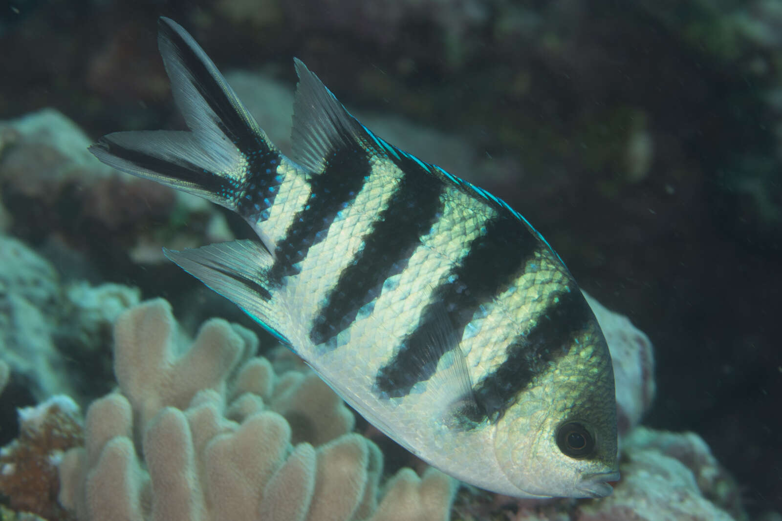 Abudefduf sexfasciatus (Lacepède 1801) resmi