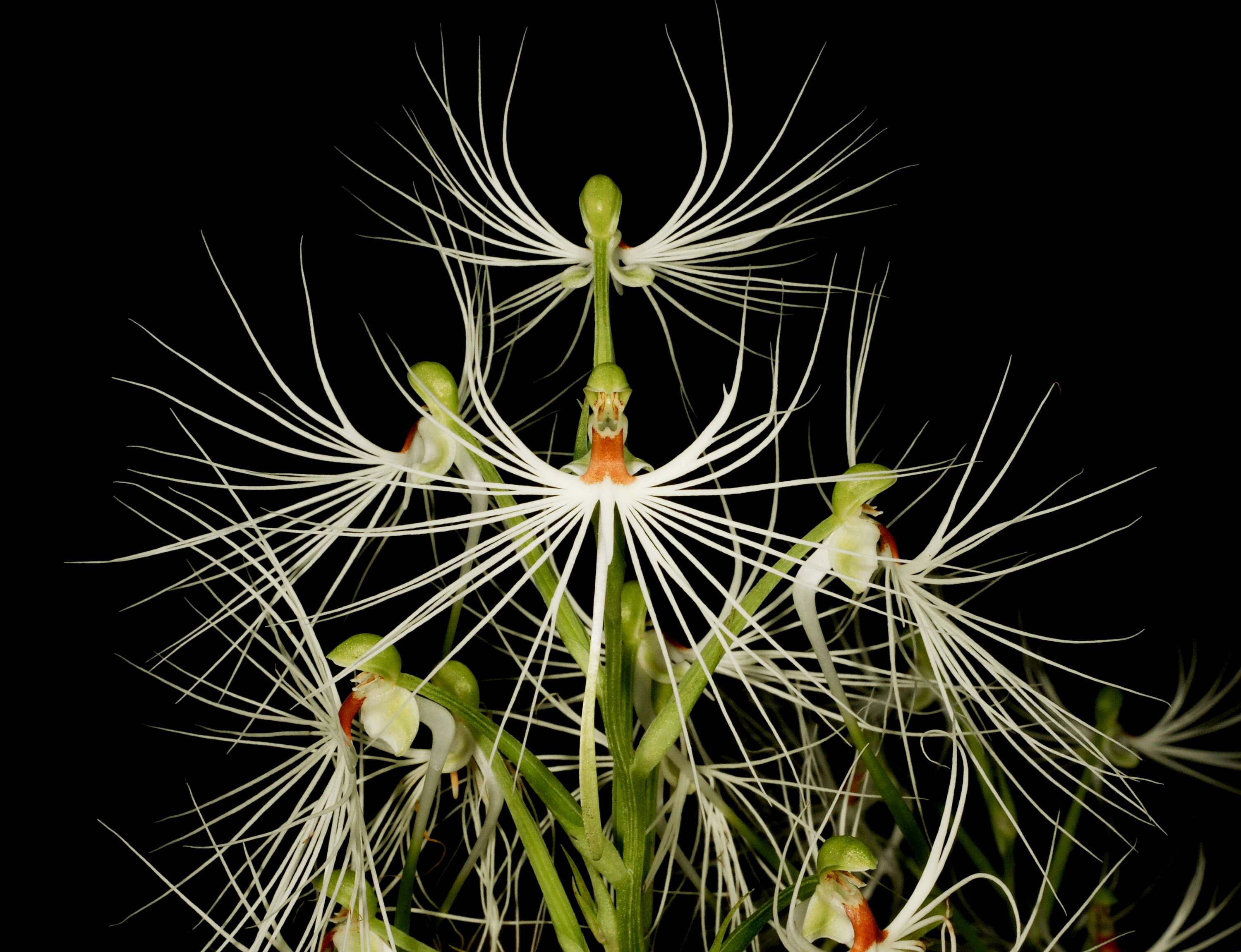 Habenaria medusa Kraenzl. resmi