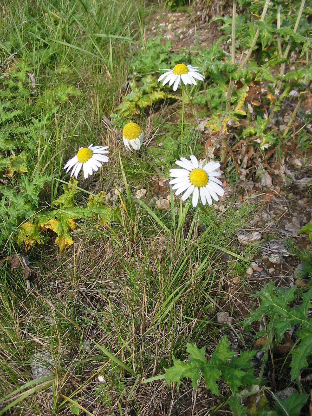 Imagem de Tripleurospermum inodorum (L.) Sch.-Bip