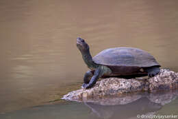 Image of Indian black turtle