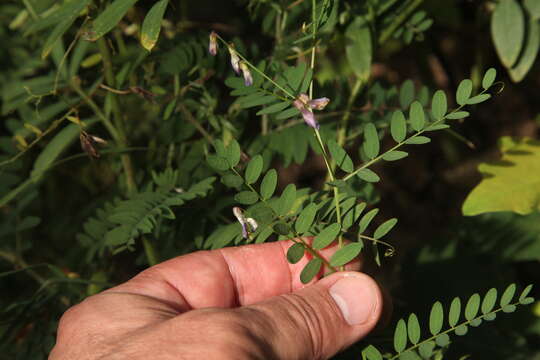 Plancia ëd Vicia cassubica L.