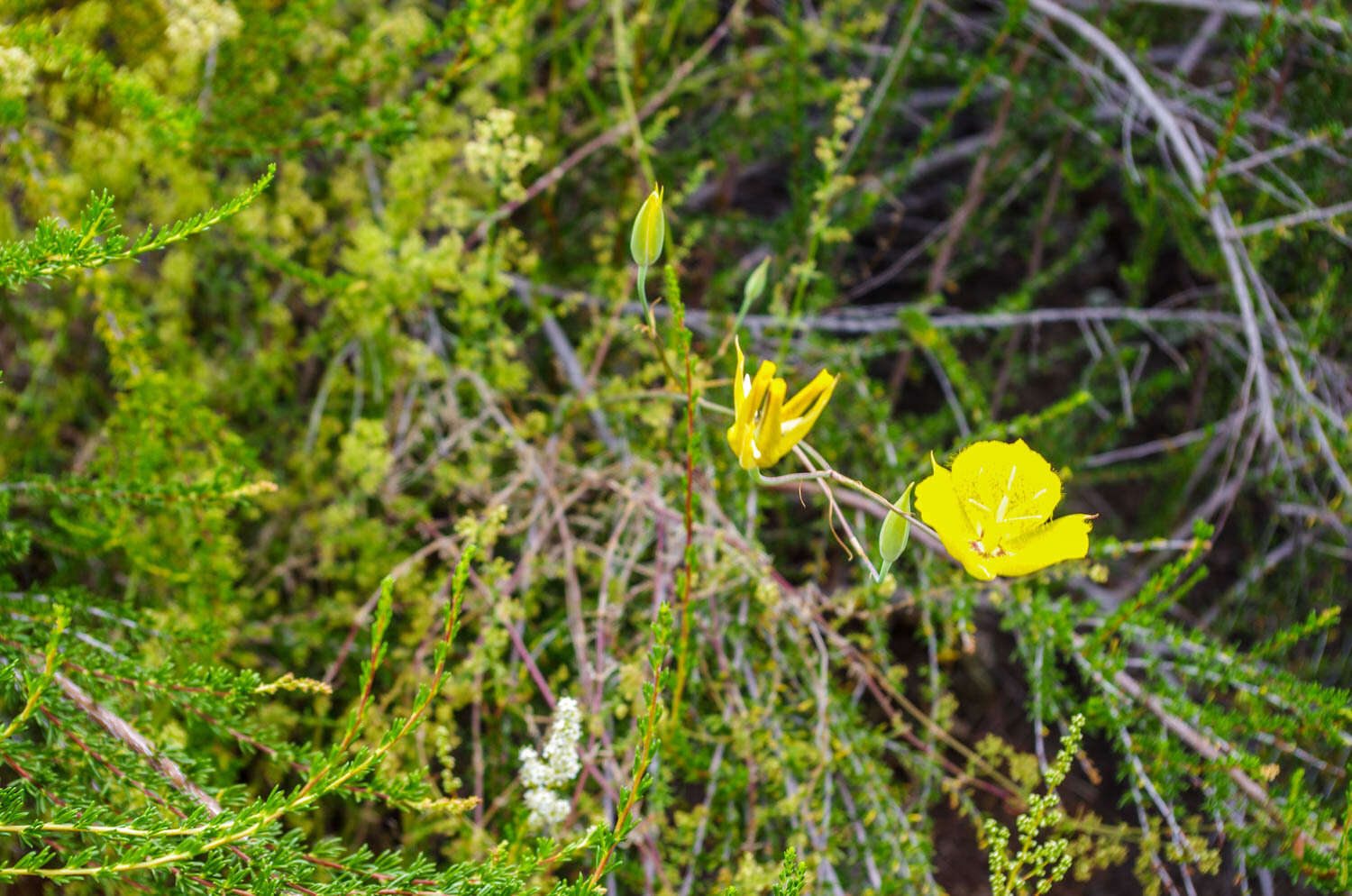 Image of Weed's mariposa lily