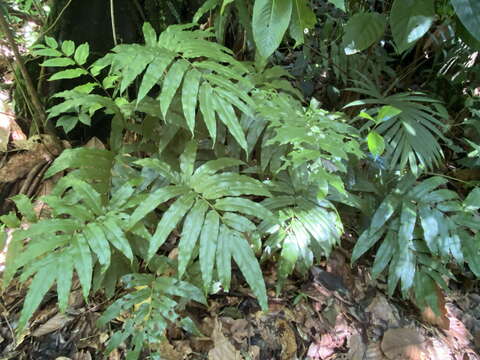 Image of Lattice-Vein Fern