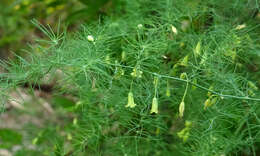 Imagem de Asparagus palaestinus Baker