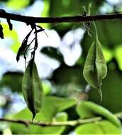 Image de Halesia diptera J. Ellis