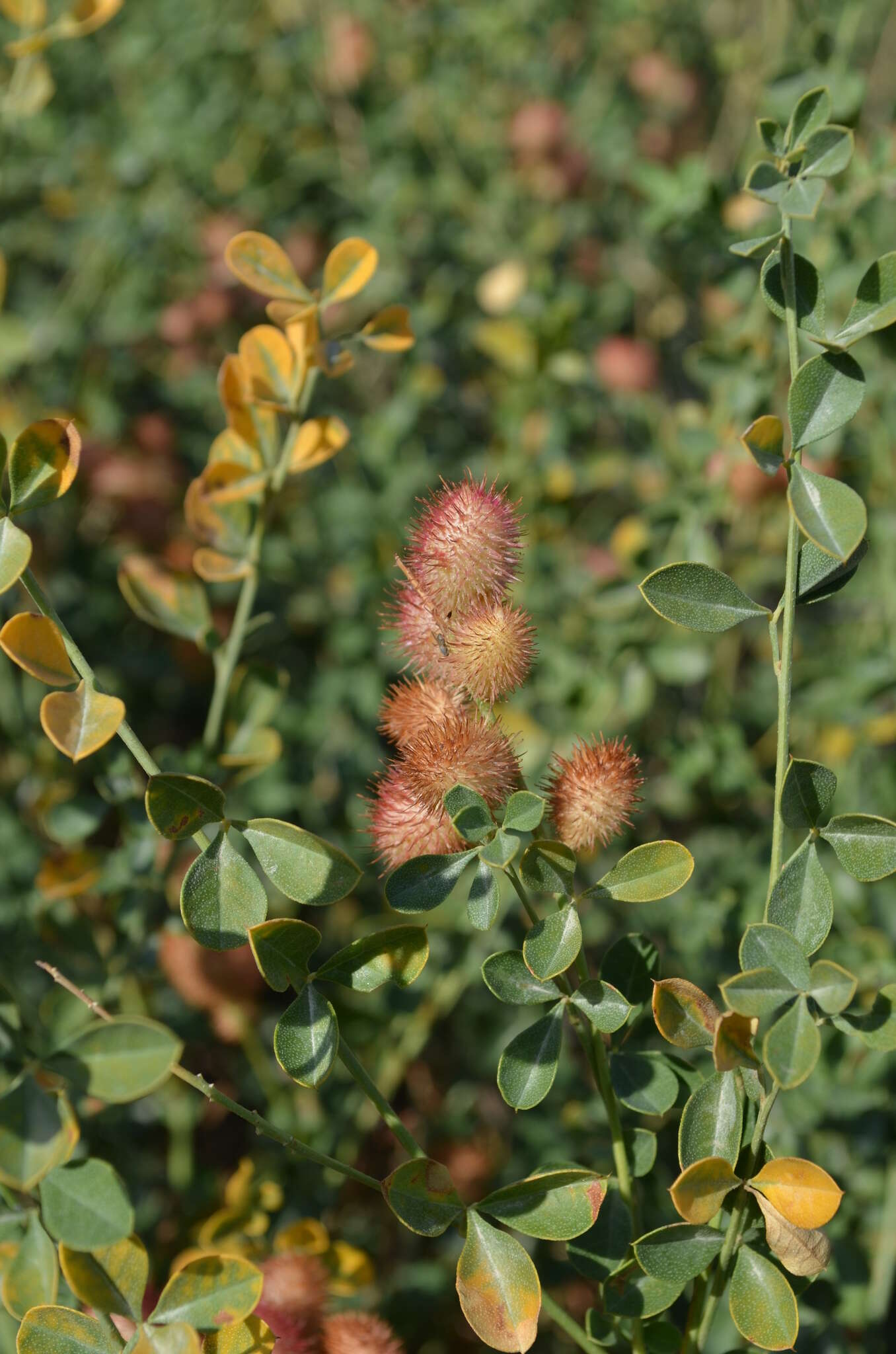 Слика од Glycyrrhiza triphylla Fisch. & C. A. Mey.