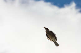 Image of Garrulus glandarius glandarius (Linnaeus 1758)